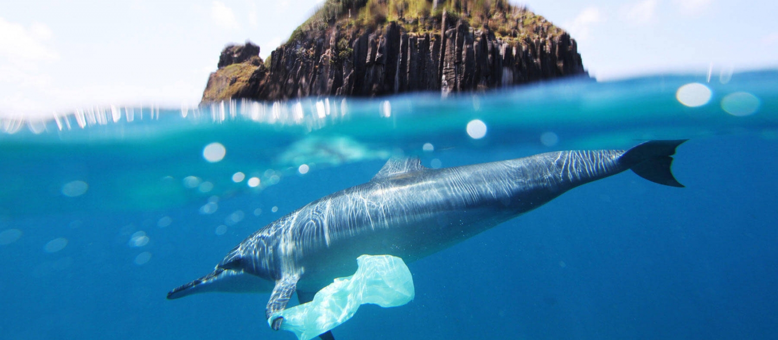 Ocean Preservation cause image