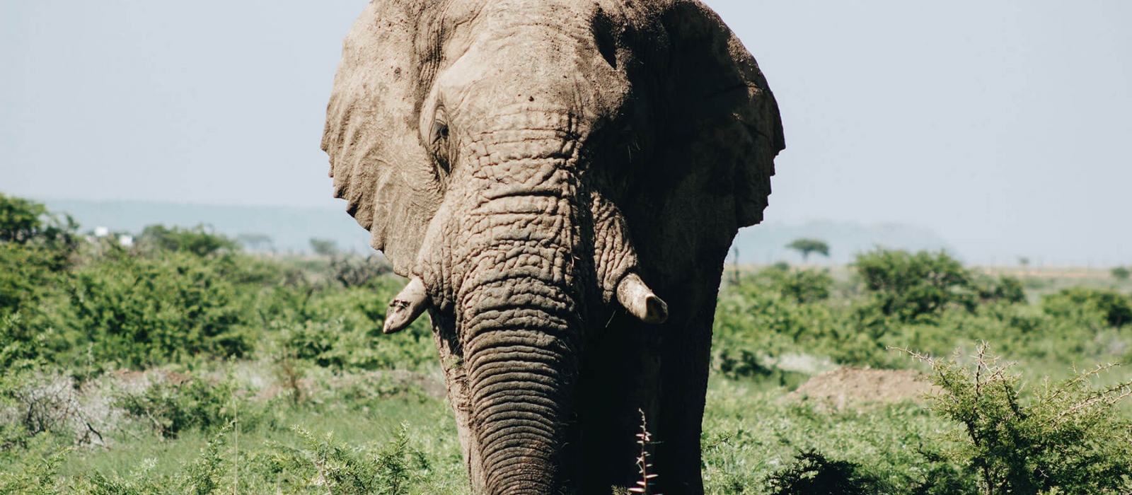 Animals & Wildlife cause image