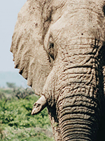 Animals & Wildlife category thumbnail