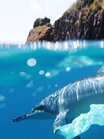 Ocean Preservation category thumbnail